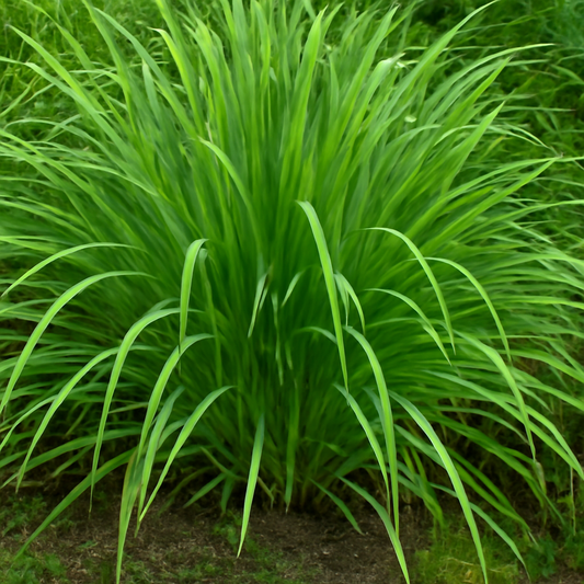 The Complete Guide to Growing Lemongrass