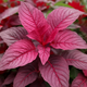 The Complete Guide to Growing Amaranthus Perfecta