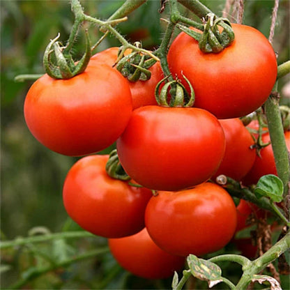 Campari Tomato Vegetable Seeds
