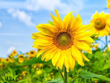 Sunflower Seeds for Planting
