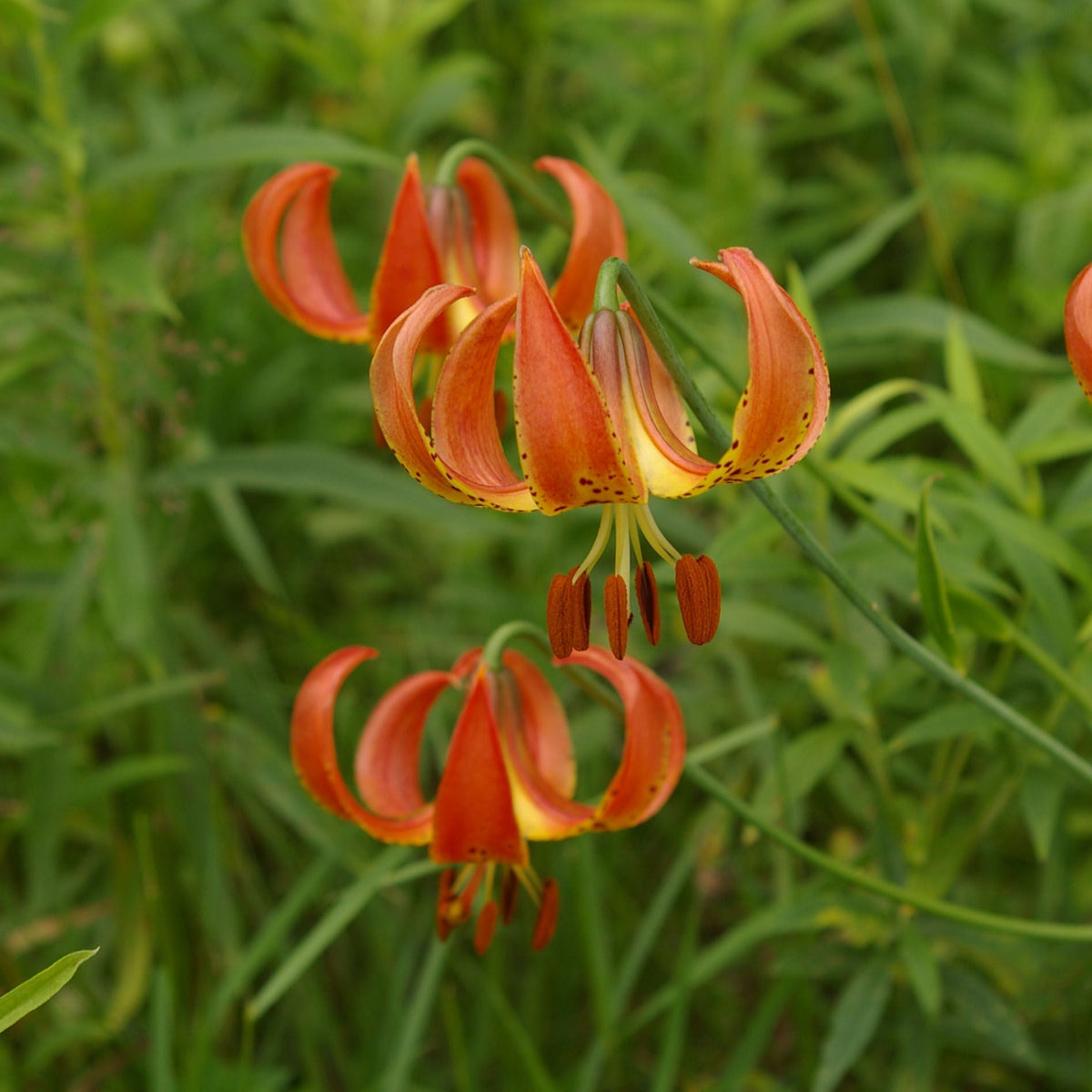 Lilium Pyrenaicum Flower seeds for Planting - Low Maintenance, Heirloom & GMO Free Seeds for Home Garden
 
 Sale for planting in home garden