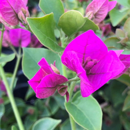 Bougainvillea Glabra s Flower seeds for Planting Cut Flower Favorite Heirloom & GMO Free Seeds for Home Garden 
 
 Sale seeds for home garden planting