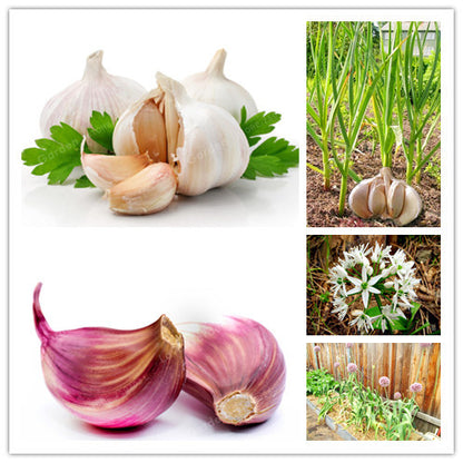 Mixed Colour Garlic Vegetable  Seeds