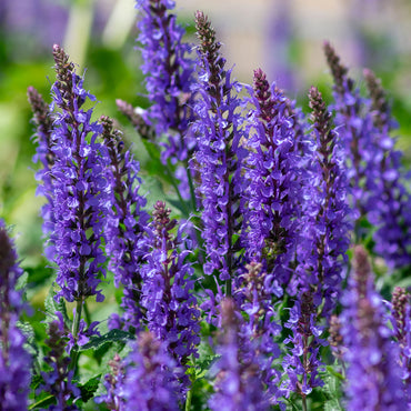 Semi di erba Salvia viola