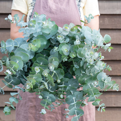 Eucalyptus Cinerea, Silver Dollar Flower seeds for Planting - Drought Tolerant, Heirloom & GMO Free Seeds for Home Garden