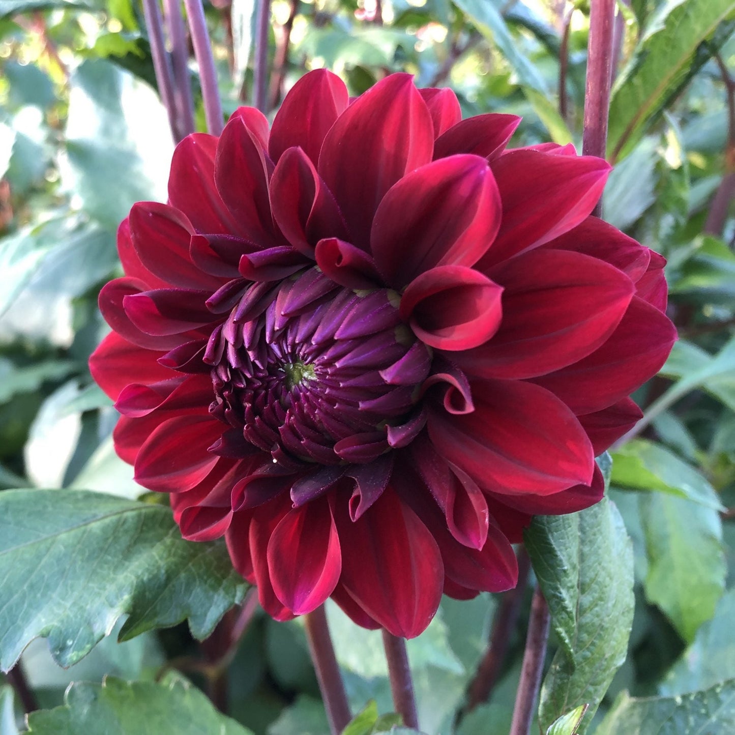Semillas de flores de dalia Karma Choc