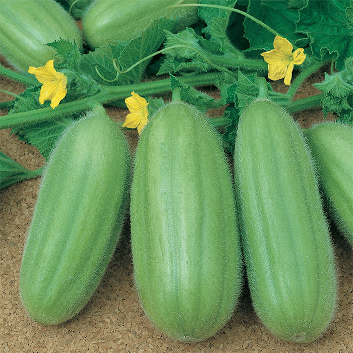 Carosello Barese Cucumber  Vegetable Seeds
