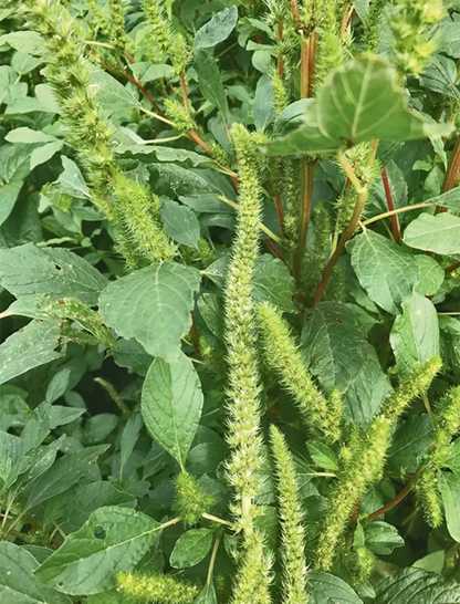 Amaranthus Palmeri (Palmer's Amaranth) Seeds - Hardy & Fast-Growing Edible Green