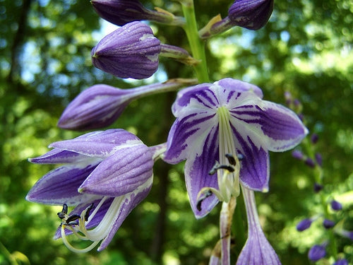 Ventricosa Hosta Flower seeds for Planting Bright Blooms Heirloom & GMO Free Seeds for Home Garden