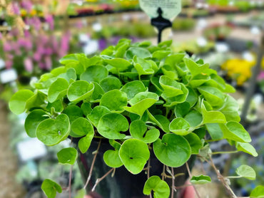 Dichondra Plant Seeds for Planting – Heirloom, Non-GMO, Groundcover Variety