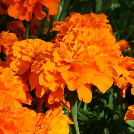 French Marigold 'Safari Tangerine' – Vibrant Orange Garden Flower