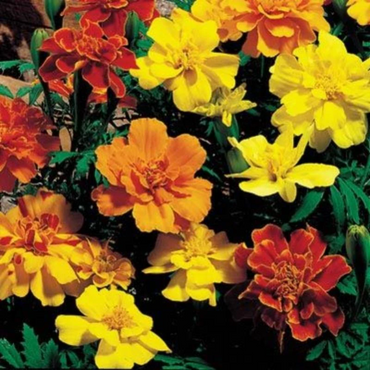 French Marigold 'Safari Mix' – Colorful & Vibrant Garden Flower Blend