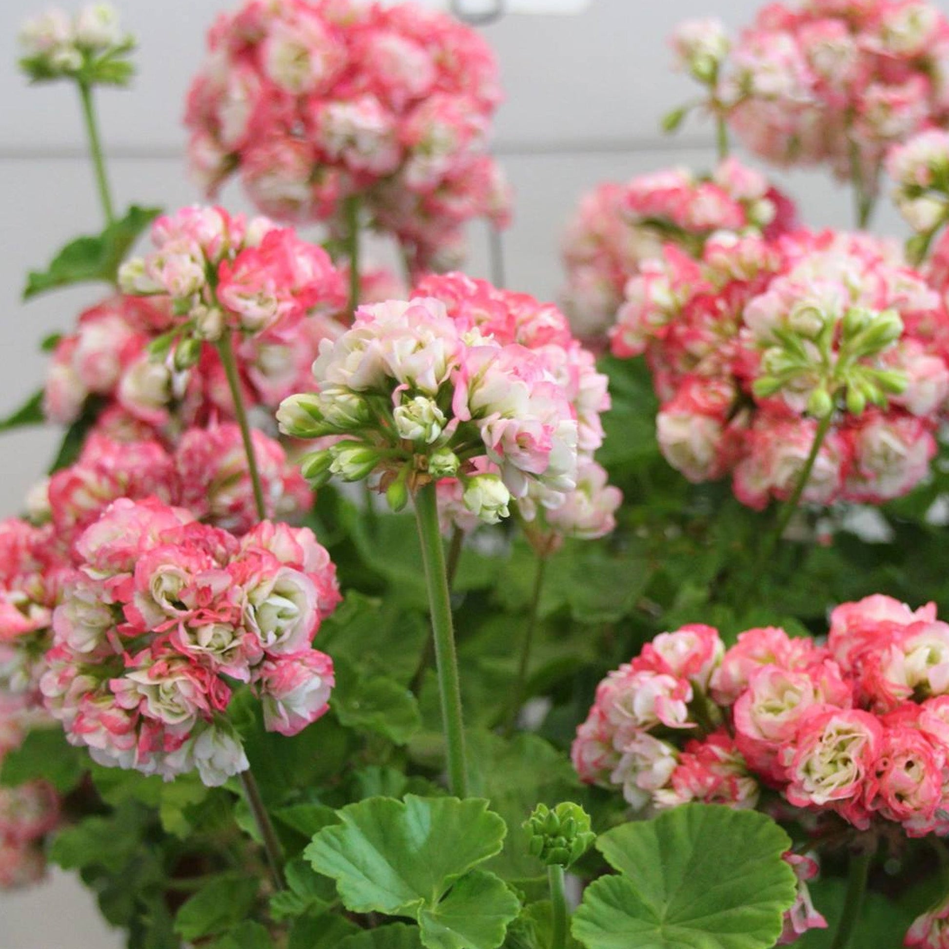 appleblossom rosebud geranium seeds Geranium 'Apple Blossom' Flower Seeds for Planting – Heirloom, Non-GMO – Pure Asia Seeds