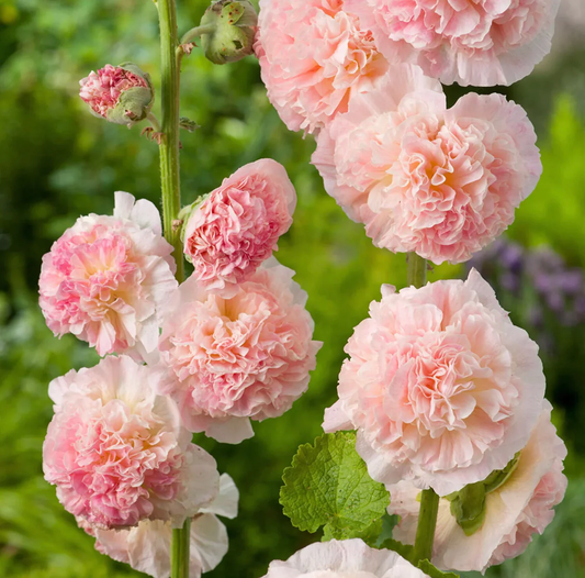Peach Hollyhock Flower Seeds