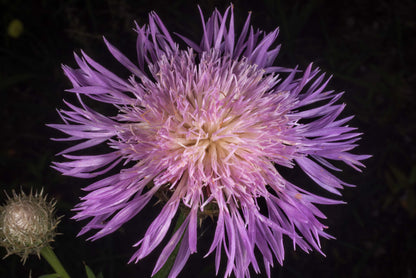 American Basketflower Seeds (Centaurea Americana)