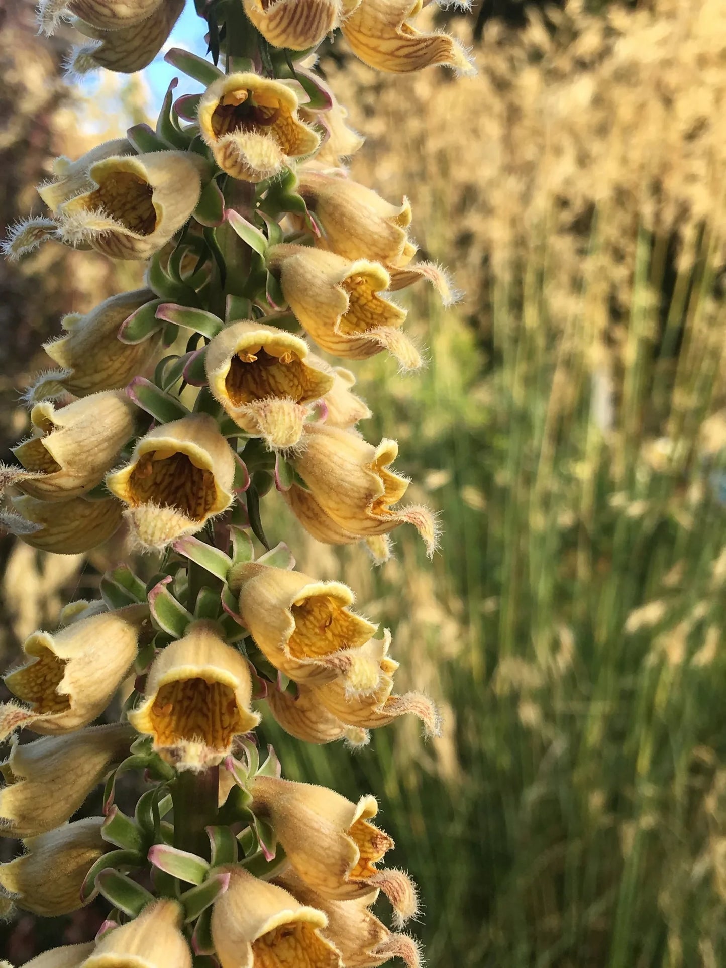 Rusty Foxglove Flower Seeds