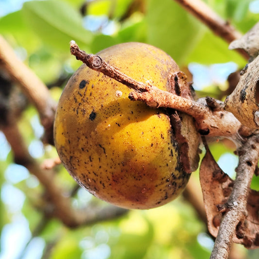 Diospyros Melanoxylonの果実の種子