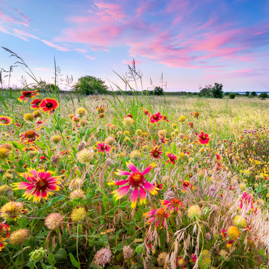 Wildflower mix Flower Seeds