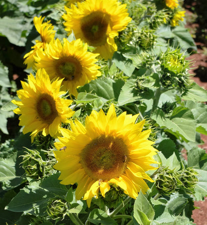 Common Sunflower Seeds