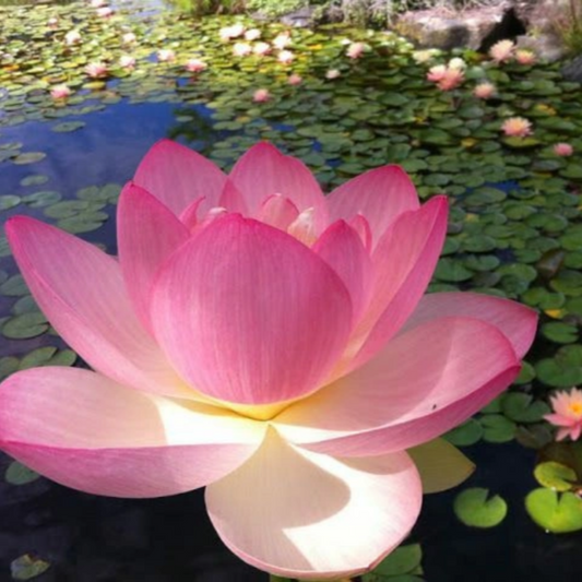 Peacock Lotus Seeds for Planting – Heirloom, Non-GMO, Bright Pink & Blue, Aquatic Flower