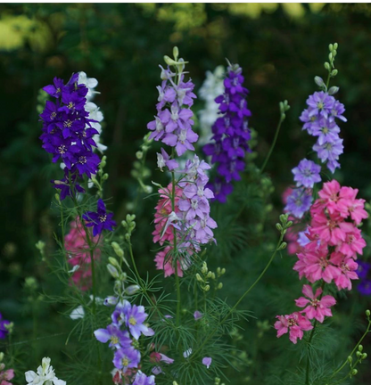 Blauer Rittersporn Blumensamen