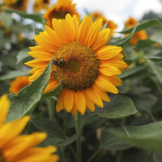 Sunrich Gold Helianthus Annuus Flower Seeds