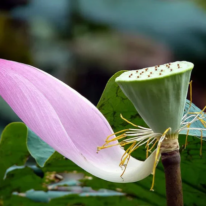 蓮根の花の種 – Pure Asia Seeds 蓮根の花の種 – Pure Asia Seeds