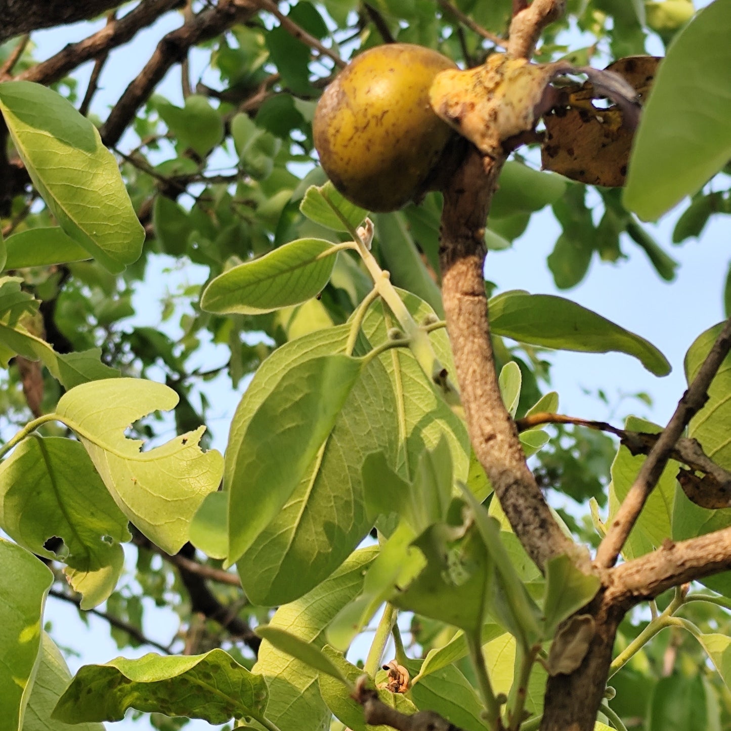 Diospyros Melanoxylonの果実の種子