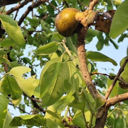 Diospyros Melanoxylonの果実の種子
