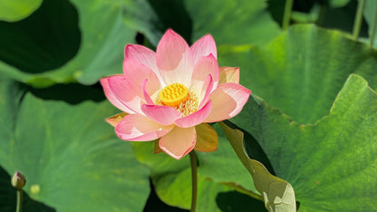 Lotus Perennial Flower Seeds
