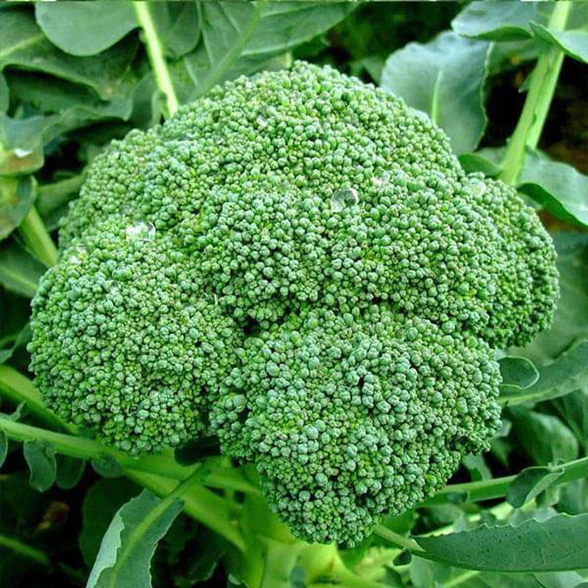 Broccoli Vegetable Seeds