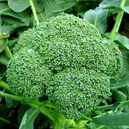 Broccoli Vegetable Seeds