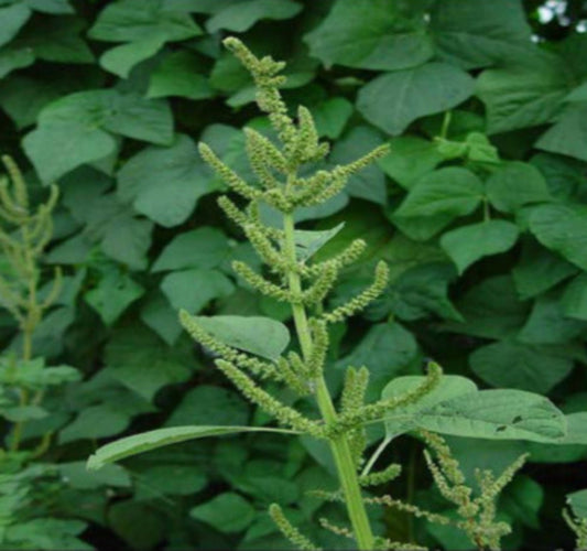Amaranthus Spinosus (Spiny Amaranth) Seeds - Hardy Edible Green with Spiky Leaves