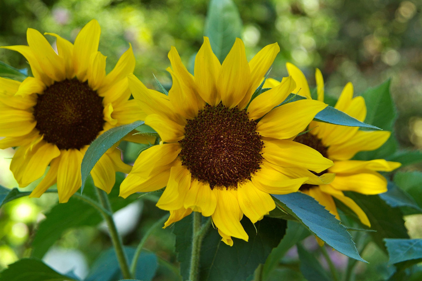 Sunflower Seeds for Planting