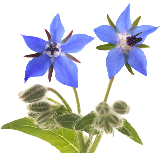 Borage Seeds – Starflower Variety