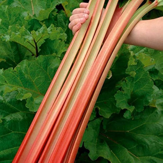 Graines de rhubarbe rares héritage