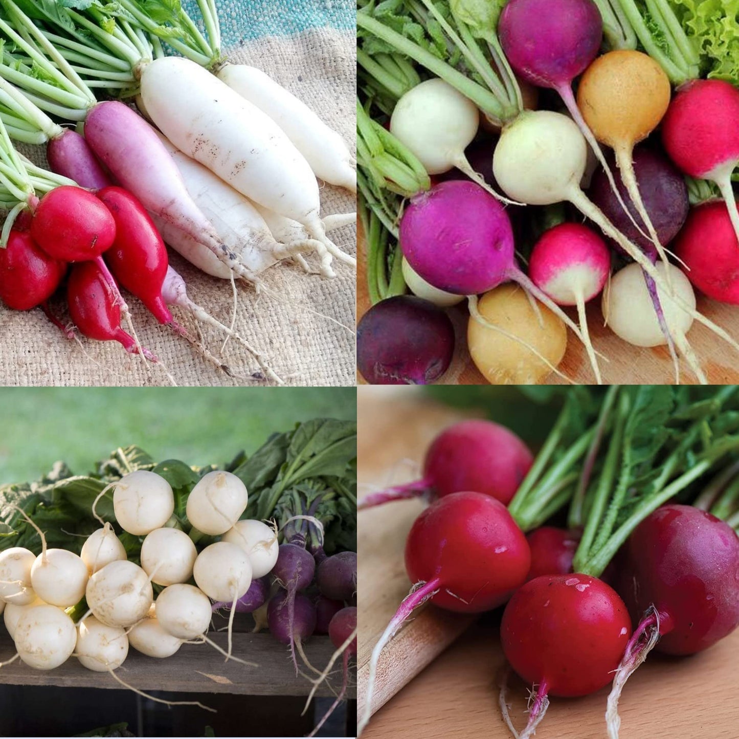 Mixed Color Radish Seeds