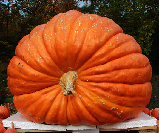 Semi di zucca gigante Non-OGM per piantare