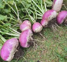 Collection de graines de navet et de rutabaga