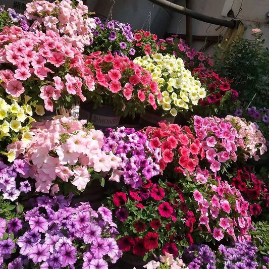Petunias Seeds Mixed Rainbow Color