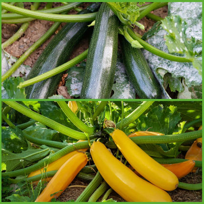 Collezione di semi di zucchine e zucche per la semina