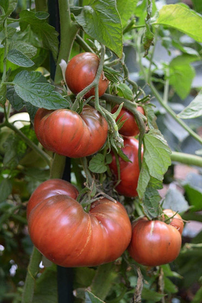 Heirloom Cherokee Purple Tomato Plant Seeds