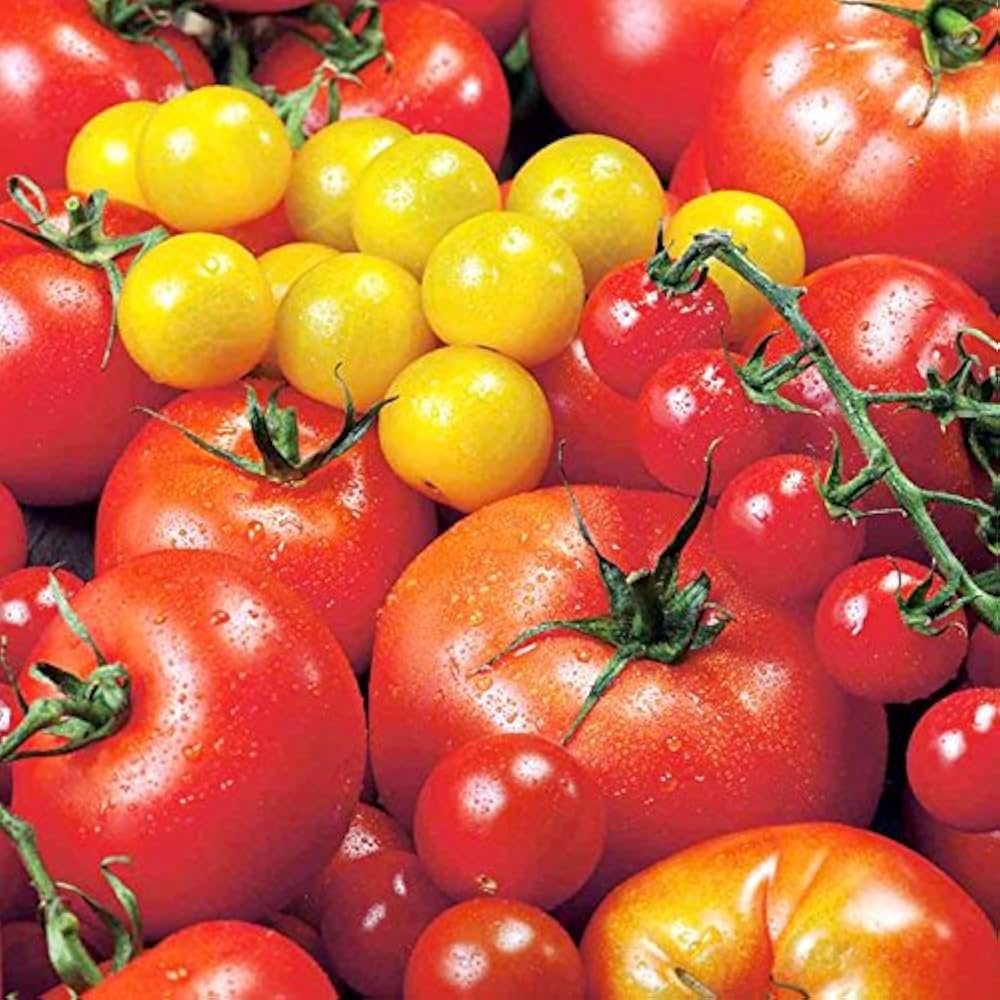Kirschtomaten-Samensammlung zum Pflanzen