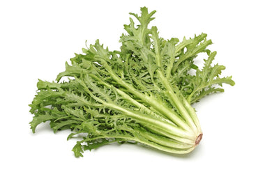 Graines de légumes de chicorée verte