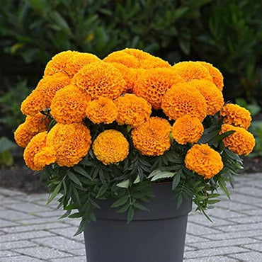 African Marigold Flower Garden Seeds
