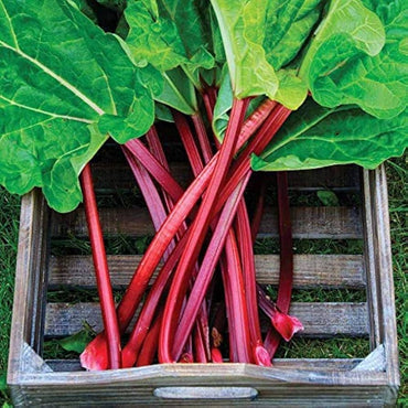 Graines de rhubarbe rares héritage