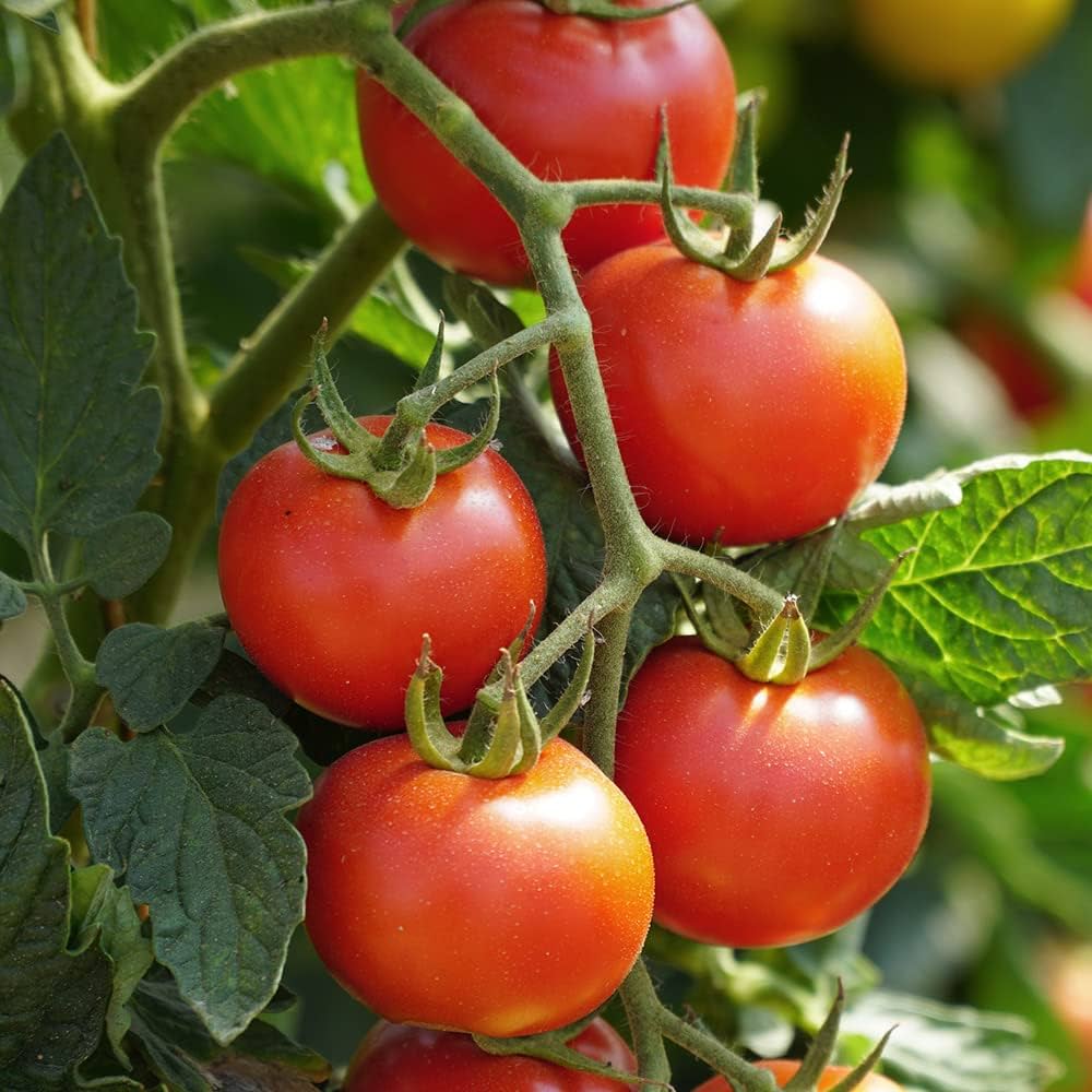 Kirschtomaten-Samensammlung zum Pflanzen