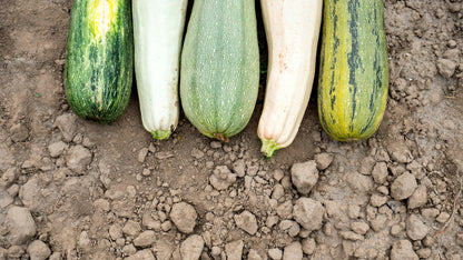 Collezione di semi di zucchine e zucche per la semina