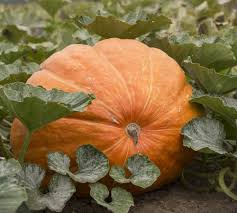 Semi di zucca gigante Non-OGM per piantare