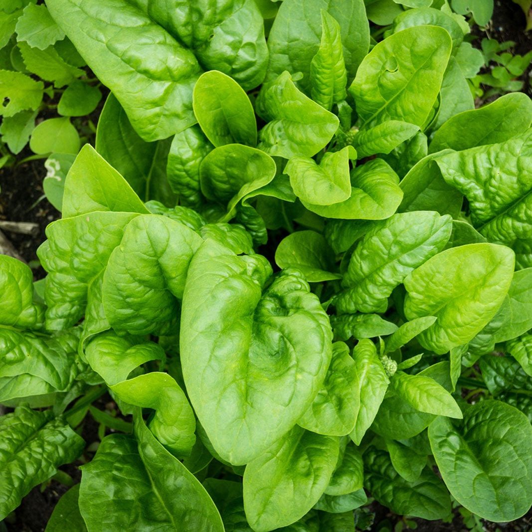 ほうれん草の種 – 伝統品種 非遺伝子組み換え